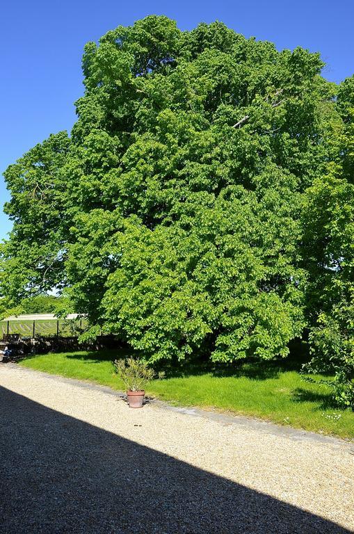 Le Vieux Noyer Bed & Breakfast Saint-Maurice-de-Tavernole Exterior foto